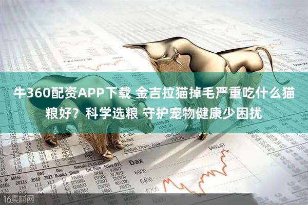 牛360配资APP下载 金吉拉猫掉毛严重吃什么猫粮好？科学选粮 守护宠物健康少困扰