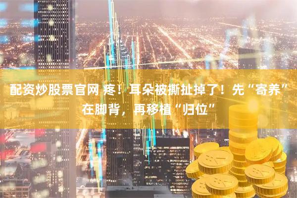配资炒股票官网 疼！耳朵被撕扯掉了！先“寄养”在脚背，再移植“归位”